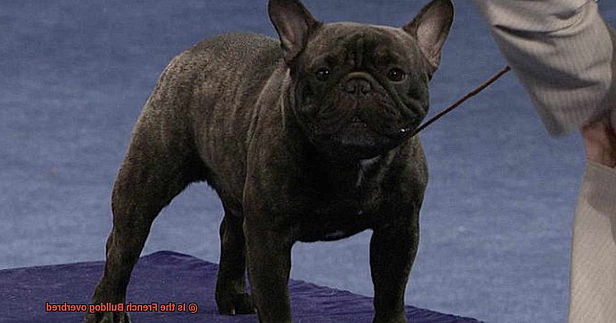 Is the French Bulldog overbred-4