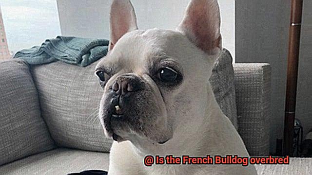 Is the French Bulldog overbred-5