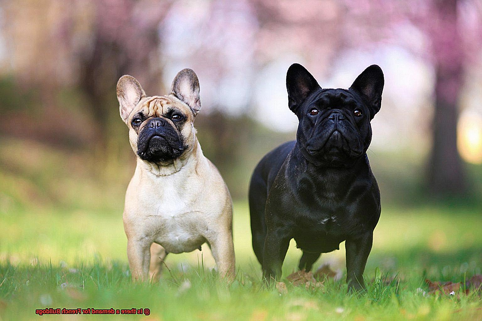 Is there a demand for French Bulldogs-3