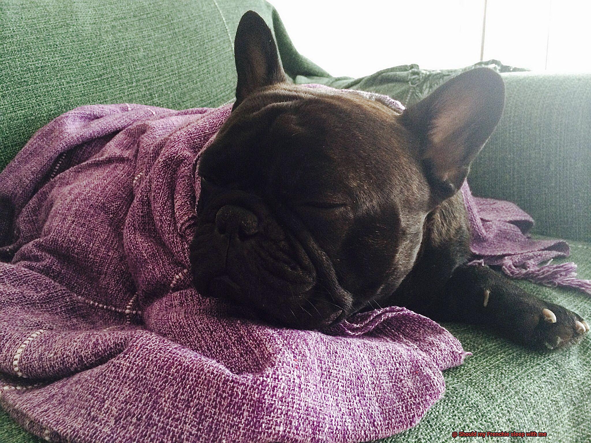 Should my Frenchie sleep with me-3