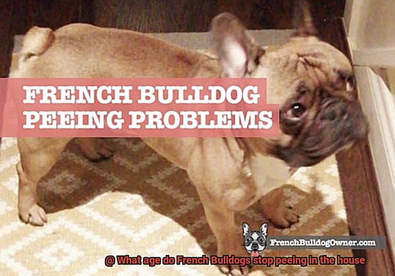 What age do French Bulldogs stop peeing in the house-8