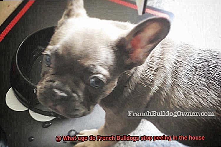 What age do French Bulldogs stop peeing in the house-2