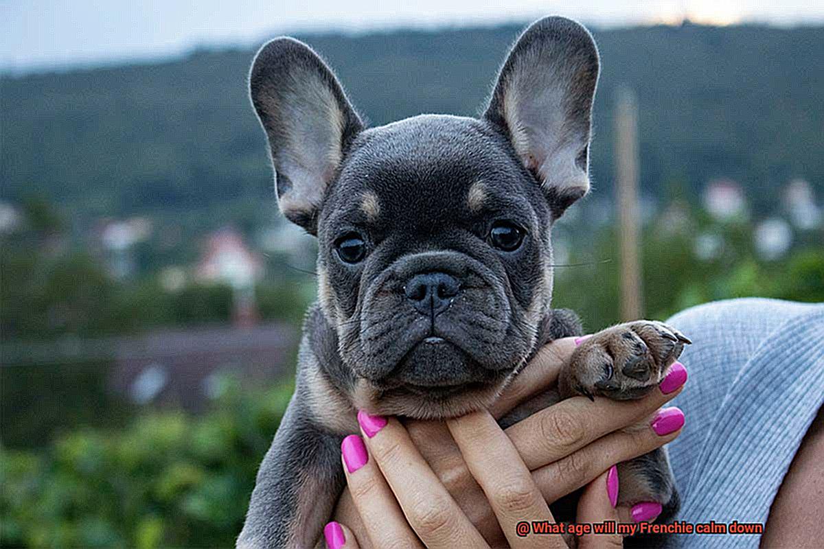 What age will my Frenchie calm down-3