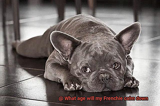 What age will my Frenchie calm down-6