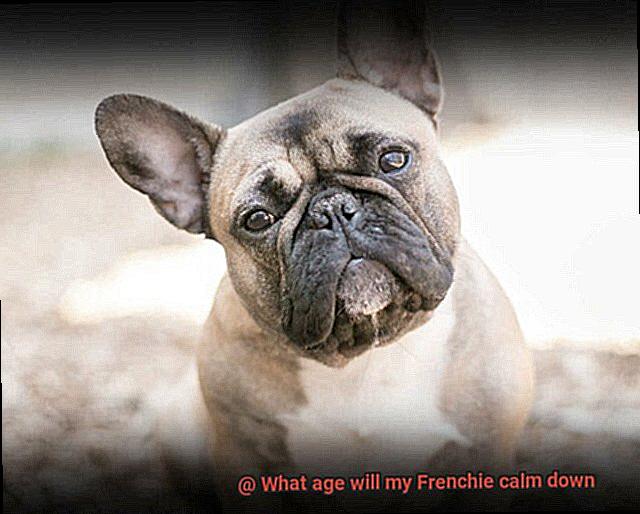 What age will my Frenchie calm down-2