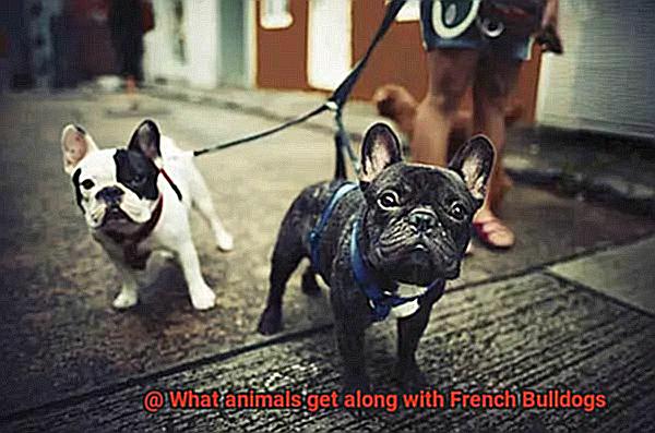 What animals get along with French Bulldogs-6