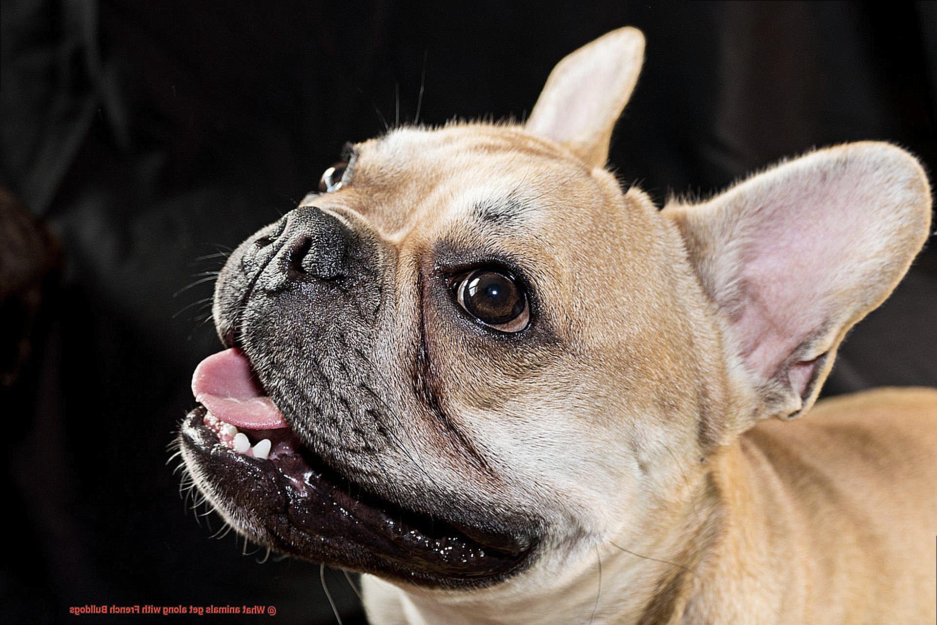 What animals get along with French Bulldogs-5