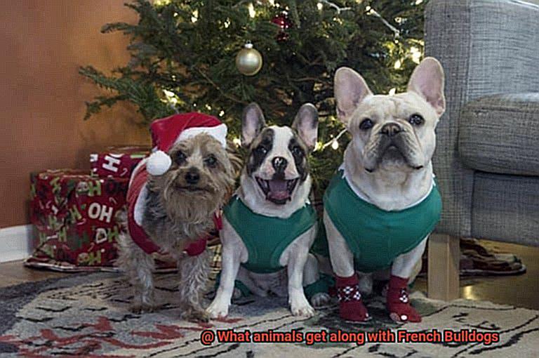 What animals get along with French Bulldogs-4