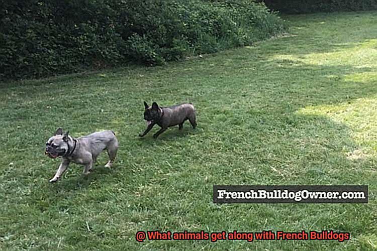 What animals get along with French Bulldogs-3