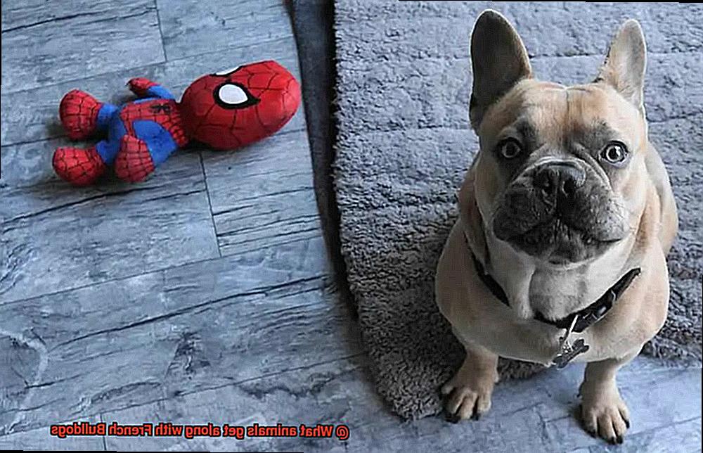 What animals get along with French Bulldogs-7