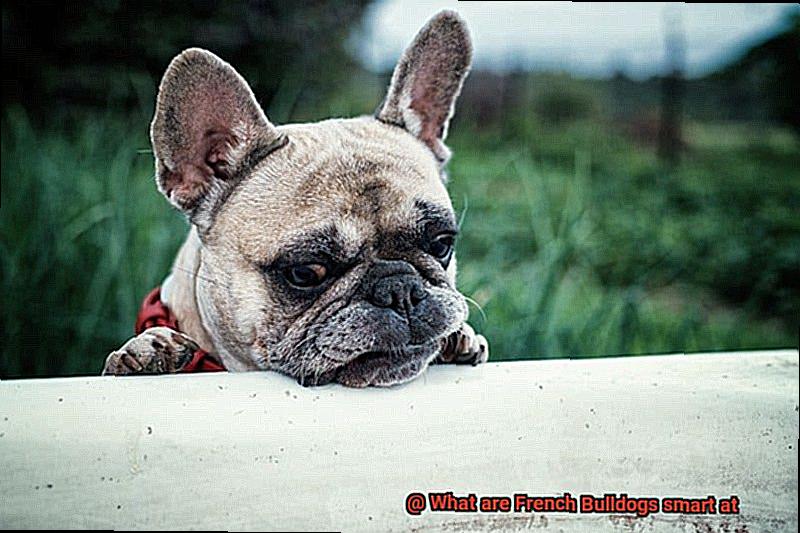 What are French Bulldogs smart at-5