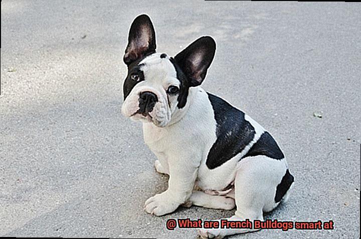 What are French Bulldogs smart at-6