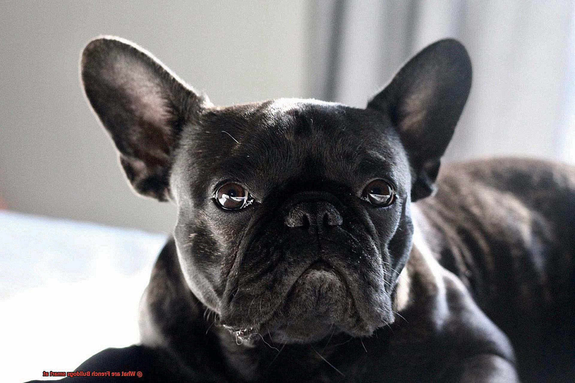 What are French Bulldogs smart at? – Allfrbulldogs.com