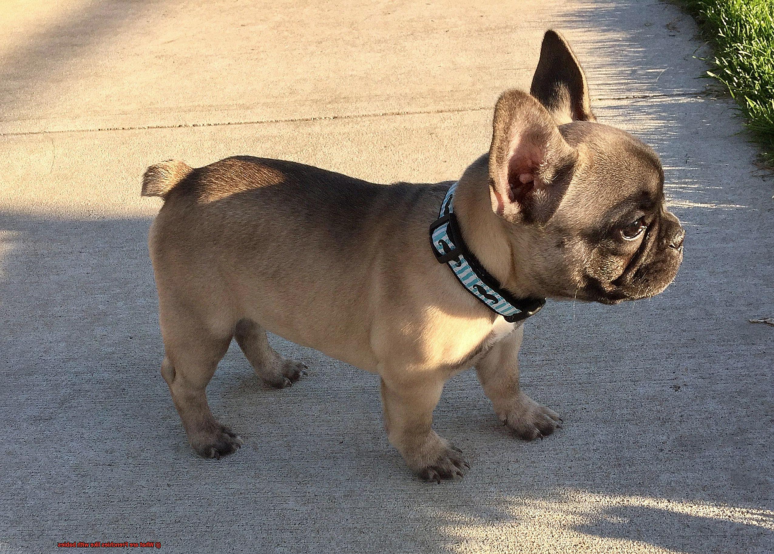 What are Frenchies like with babies-5