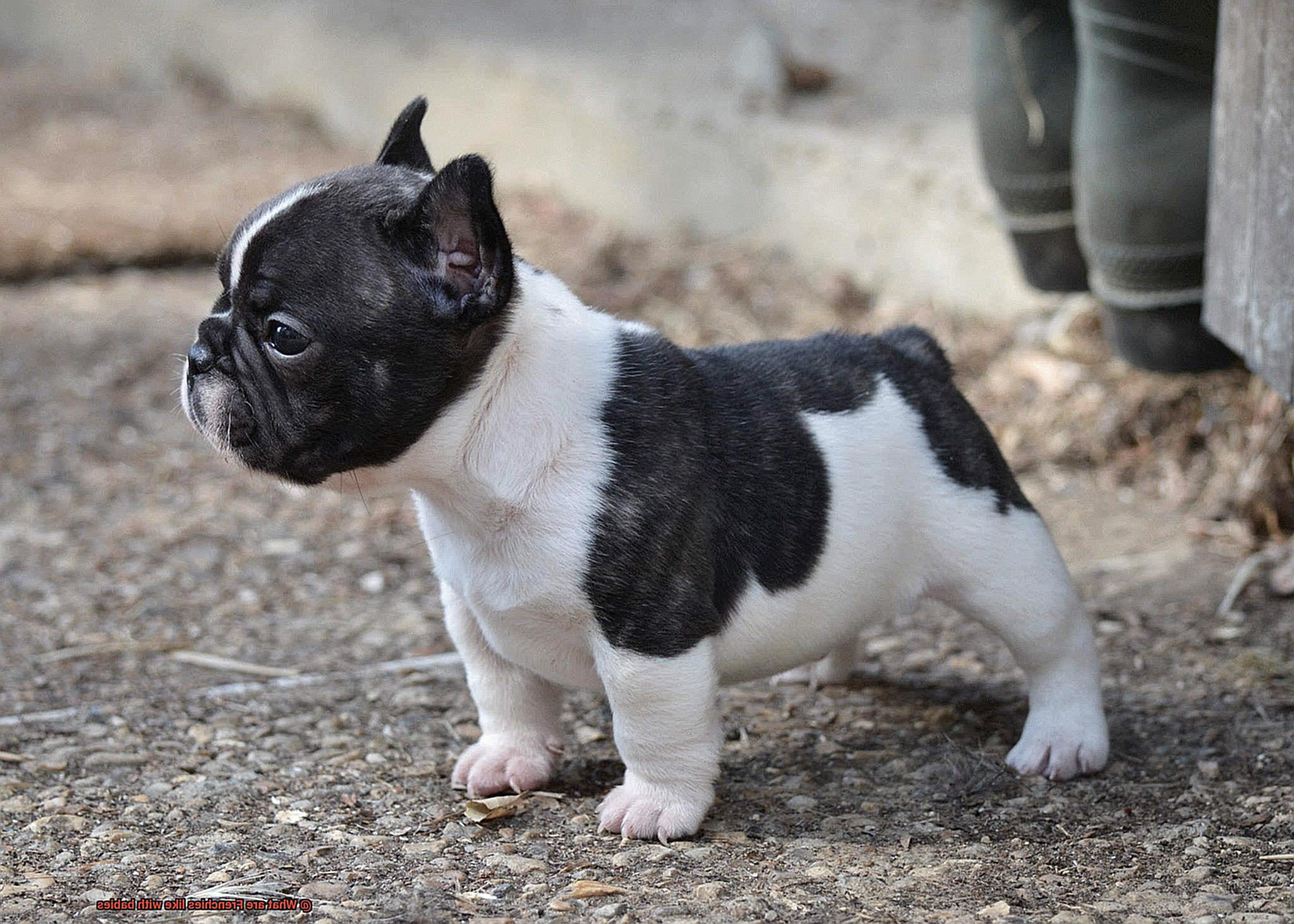 What are Frenchies like with babies-8