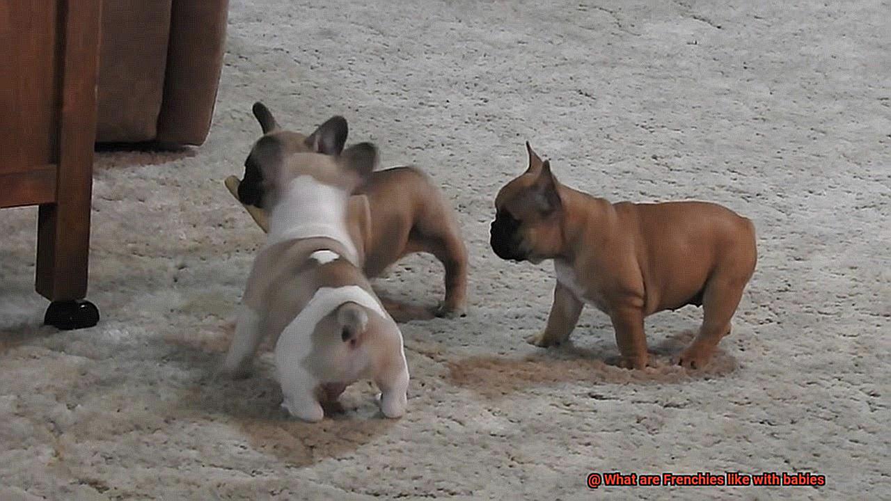 What are Frenchies like with babies-4