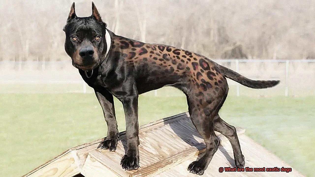 What are the most exotic dogs-10