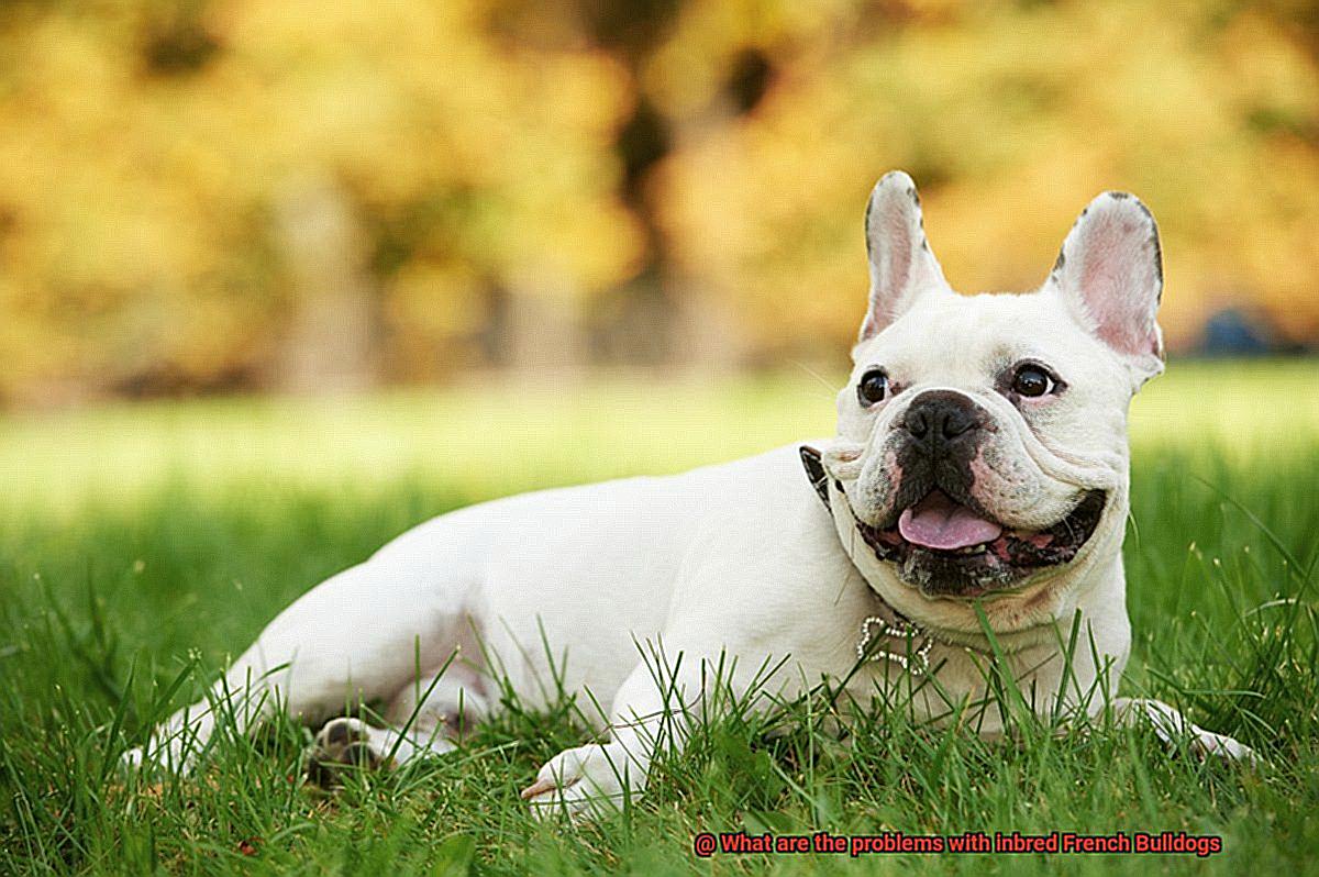 What are the problems with inbred French Bulldogs-5