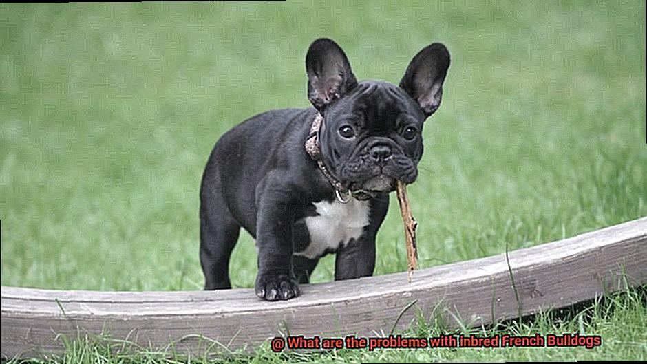 What are the problems with inbred French Bulldogs-11