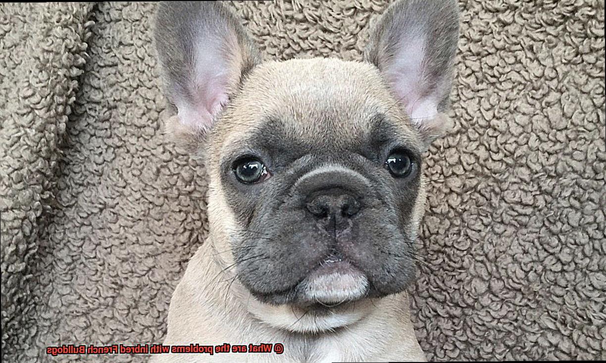 What are the problems with inbred French Bulldogs? – Allfrbulldogs.com