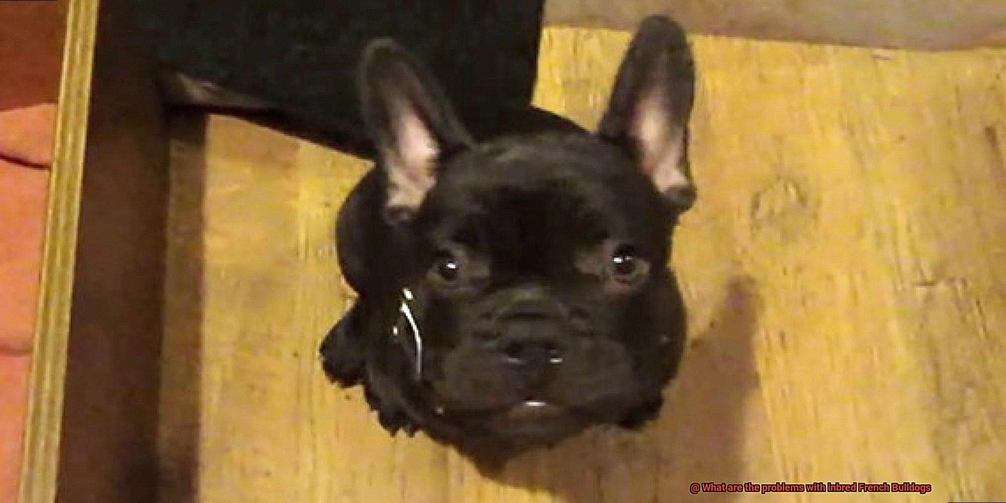 What are the problems with inbred French Bulldogs-7