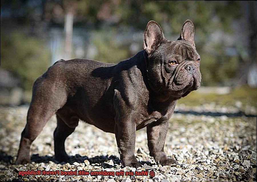 What are the problems with inbred French Bulldogs-10