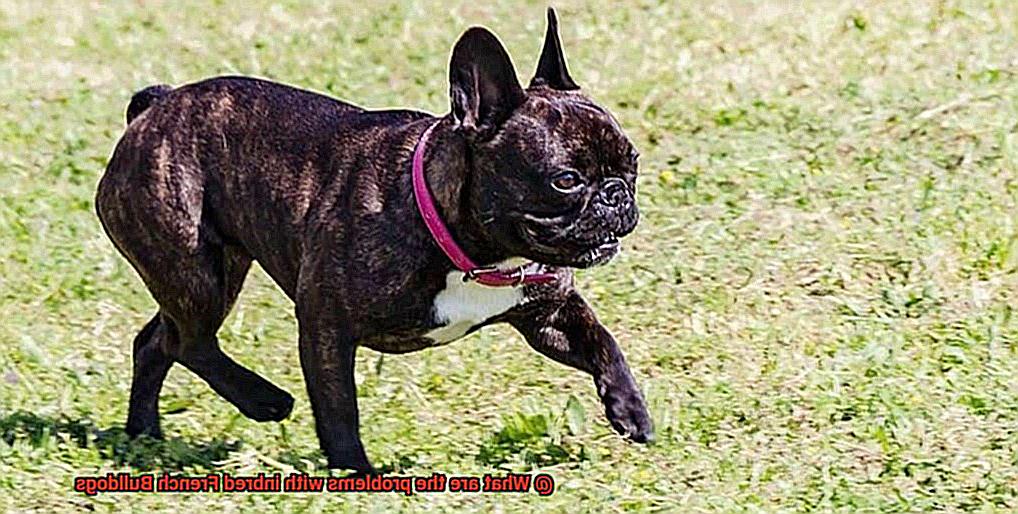 What are the problems with inbred French Bulldogs-3