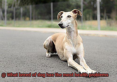 What breed of dog has the most health problems-2