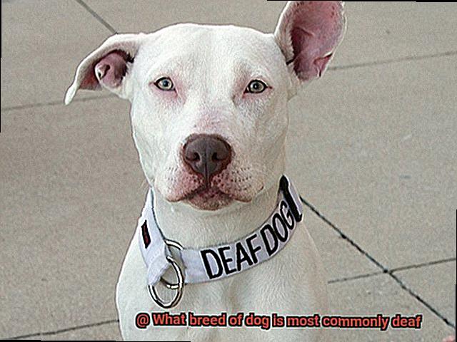 What breed of dog is most commonly deaf-4