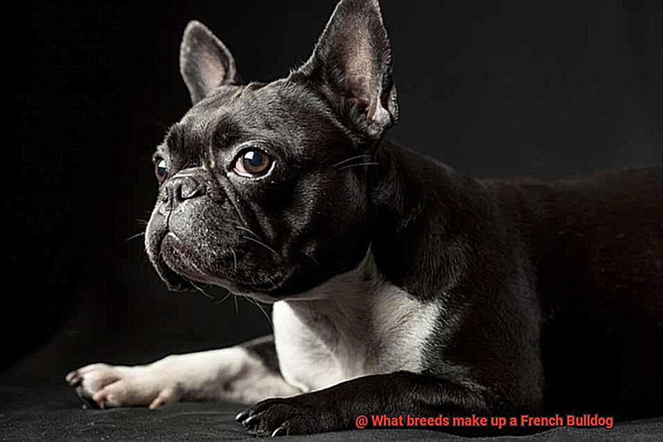 What breeds make up a French Bulldog-6