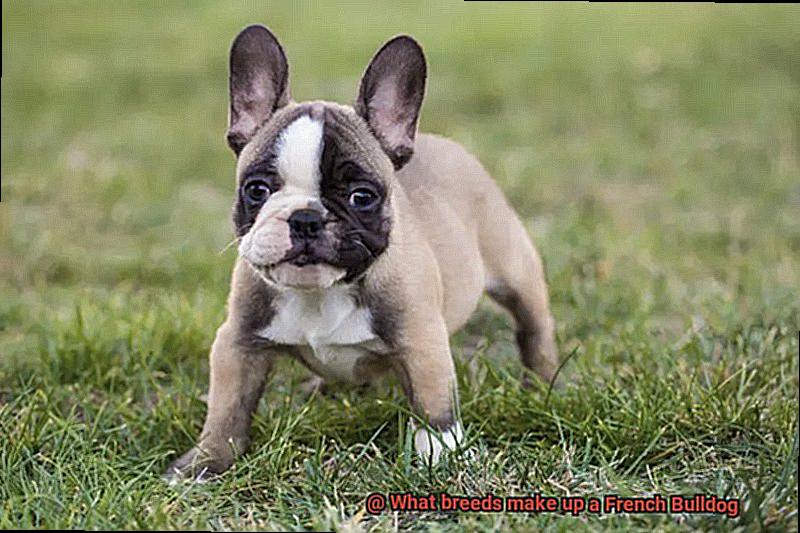 What breeds make up a French Bulldog-3