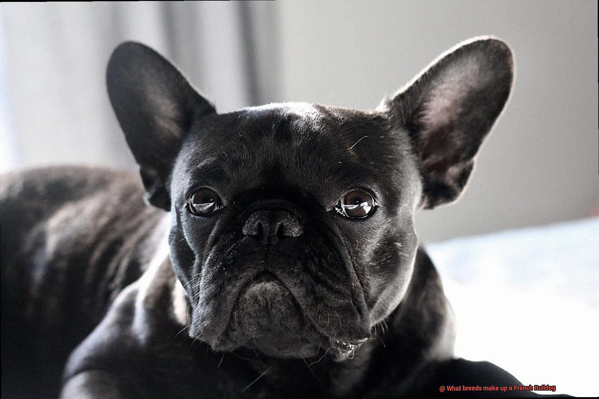 What breeds make up a French Bulldog-2