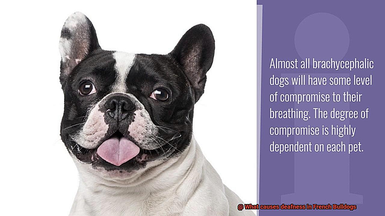 What causes deafness in French Bulldogs-2