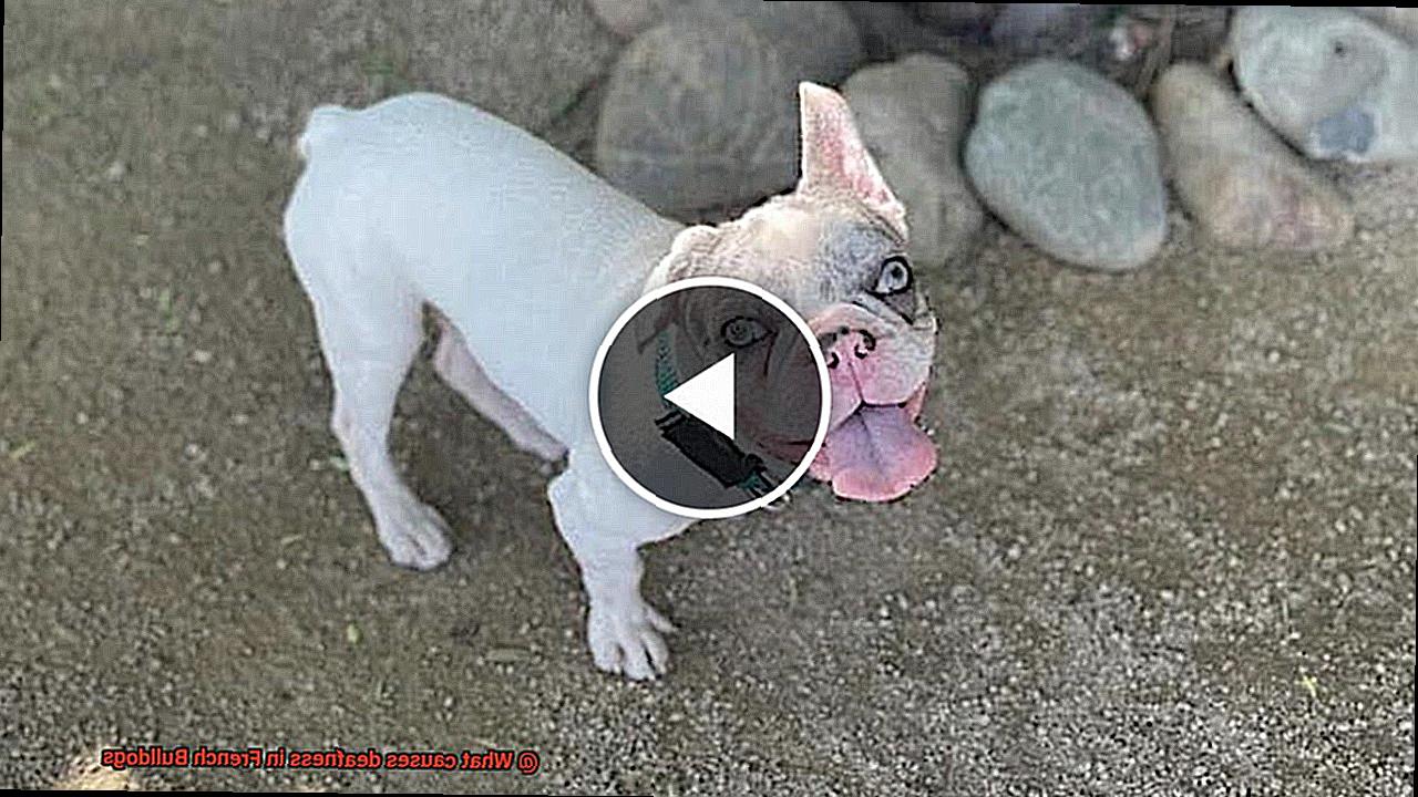 What causes deafness in French Bulldogs-3