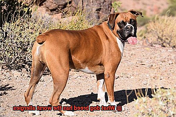 what-dog-breed-has-the-worst-allergies-allfrbulldogs