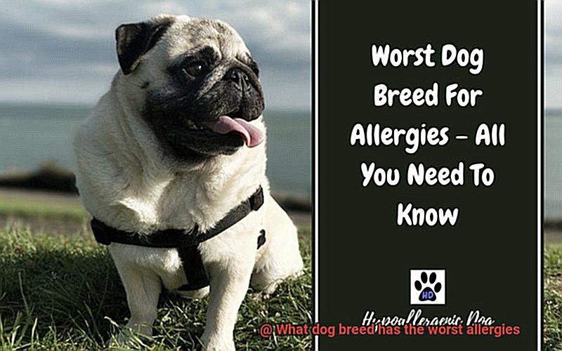 What dog breed has the worst allergies-12