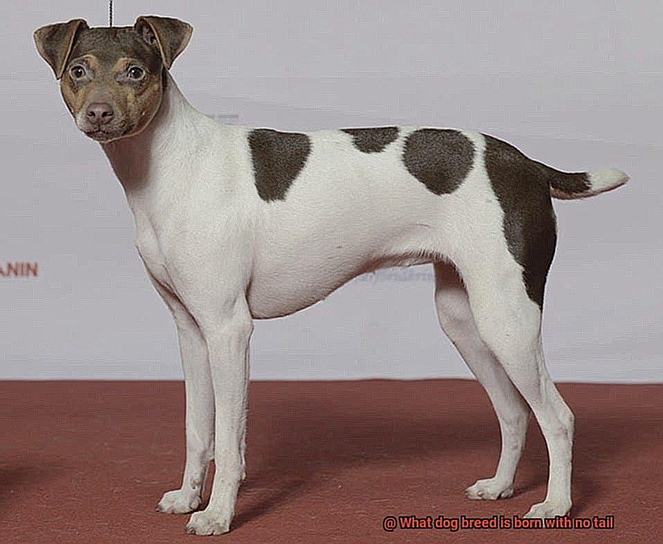 What dog breed is born with no tail-6