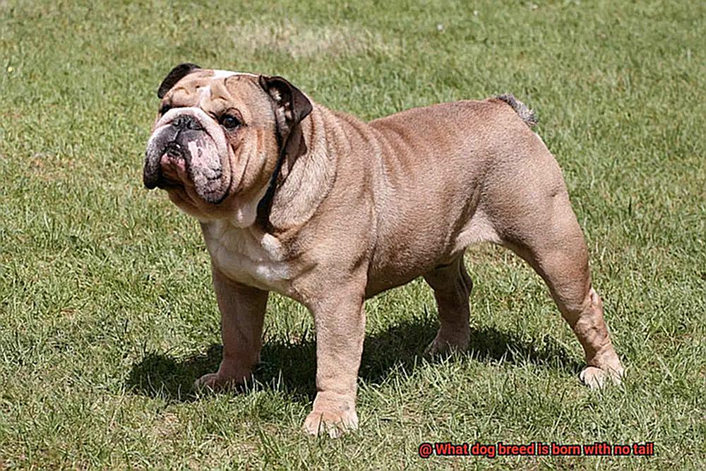 What dog breed is born with no tail-9