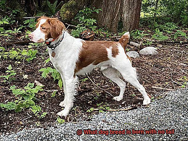 What dog breed is born with no tail-3