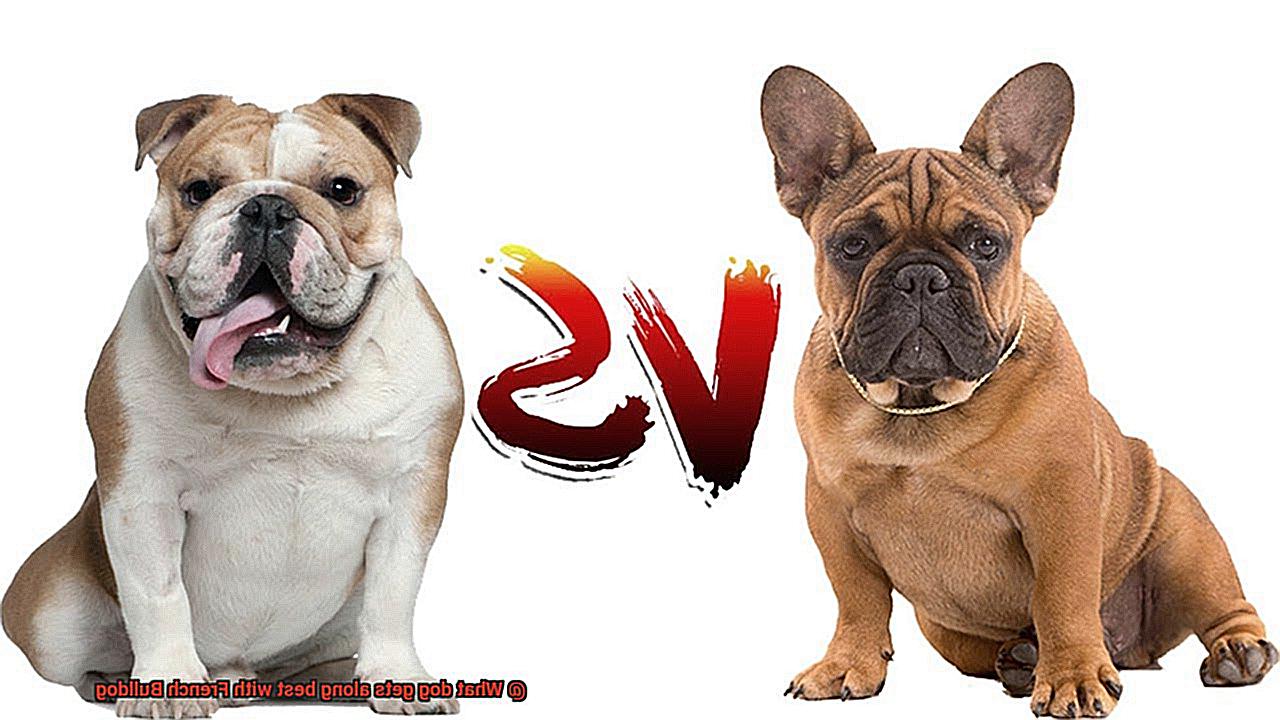 What dog gets along best with French Bulldog-5