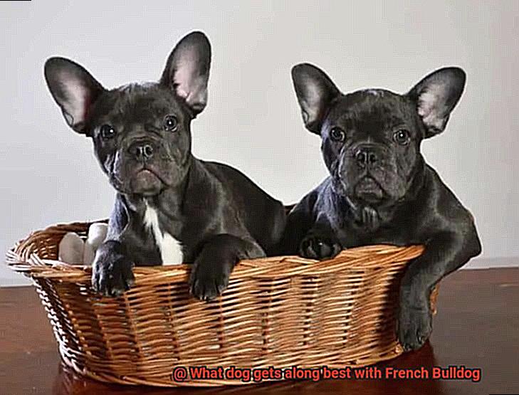 What dog gets along best with French Bulldog-4