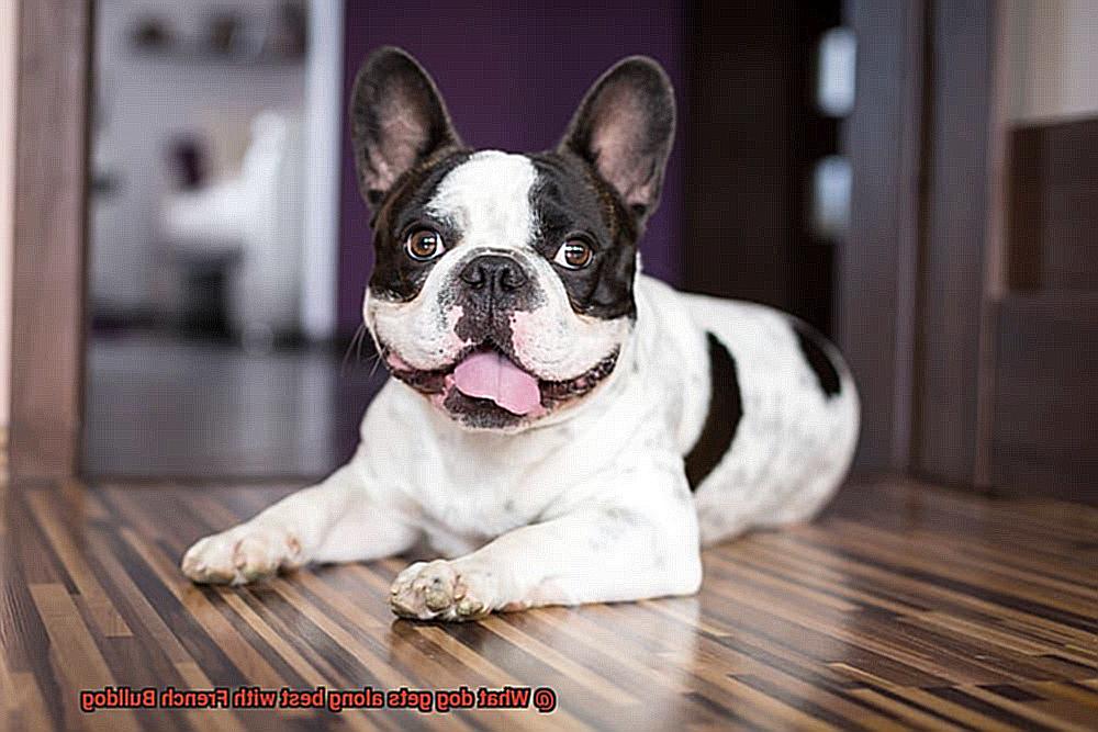 What dog gets along best with French Bulldog-3