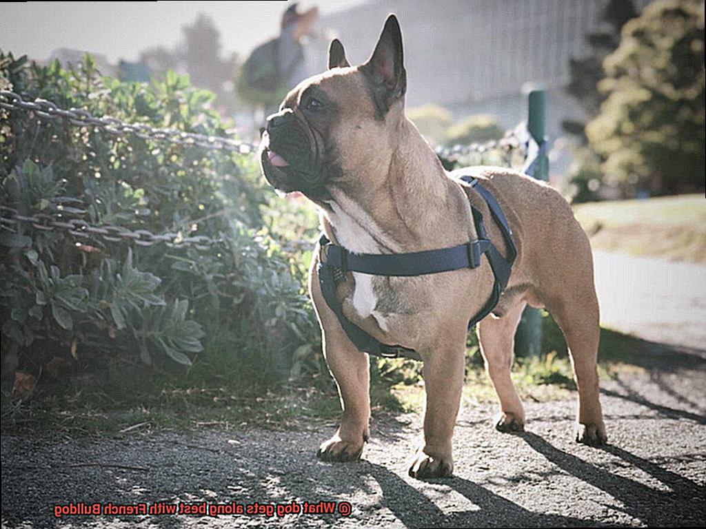 What dog gets along best with French Bulldog-6