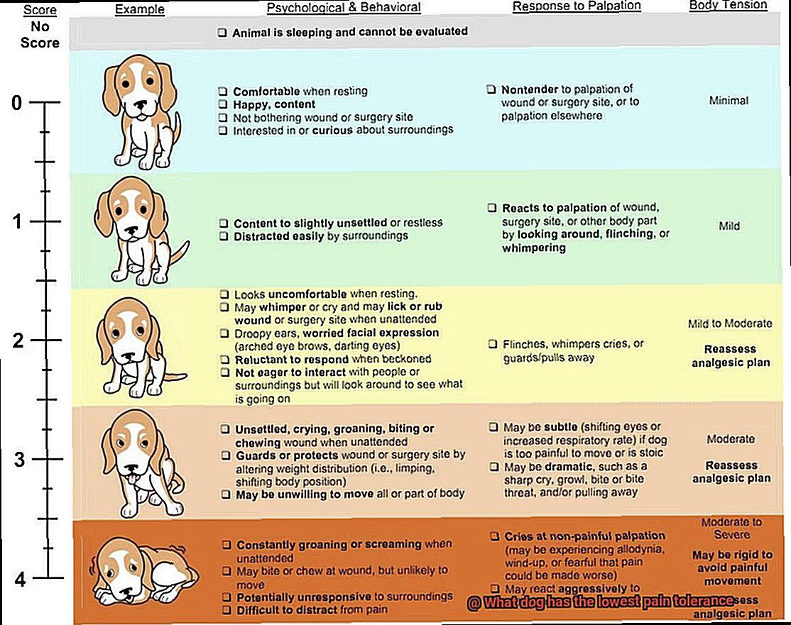 What dog has the lowest pain tolerance-9