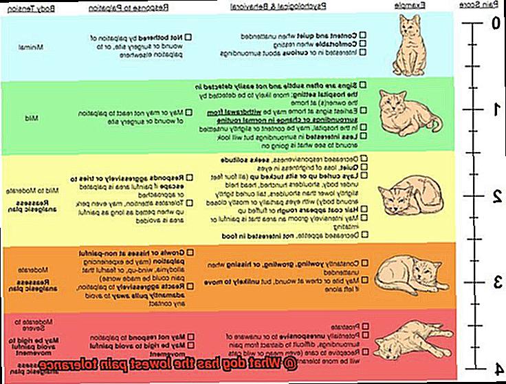 What dog has the lowest pain tolerance-3