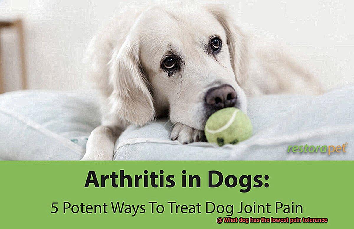 What dog has the lowest pain tolerance-2