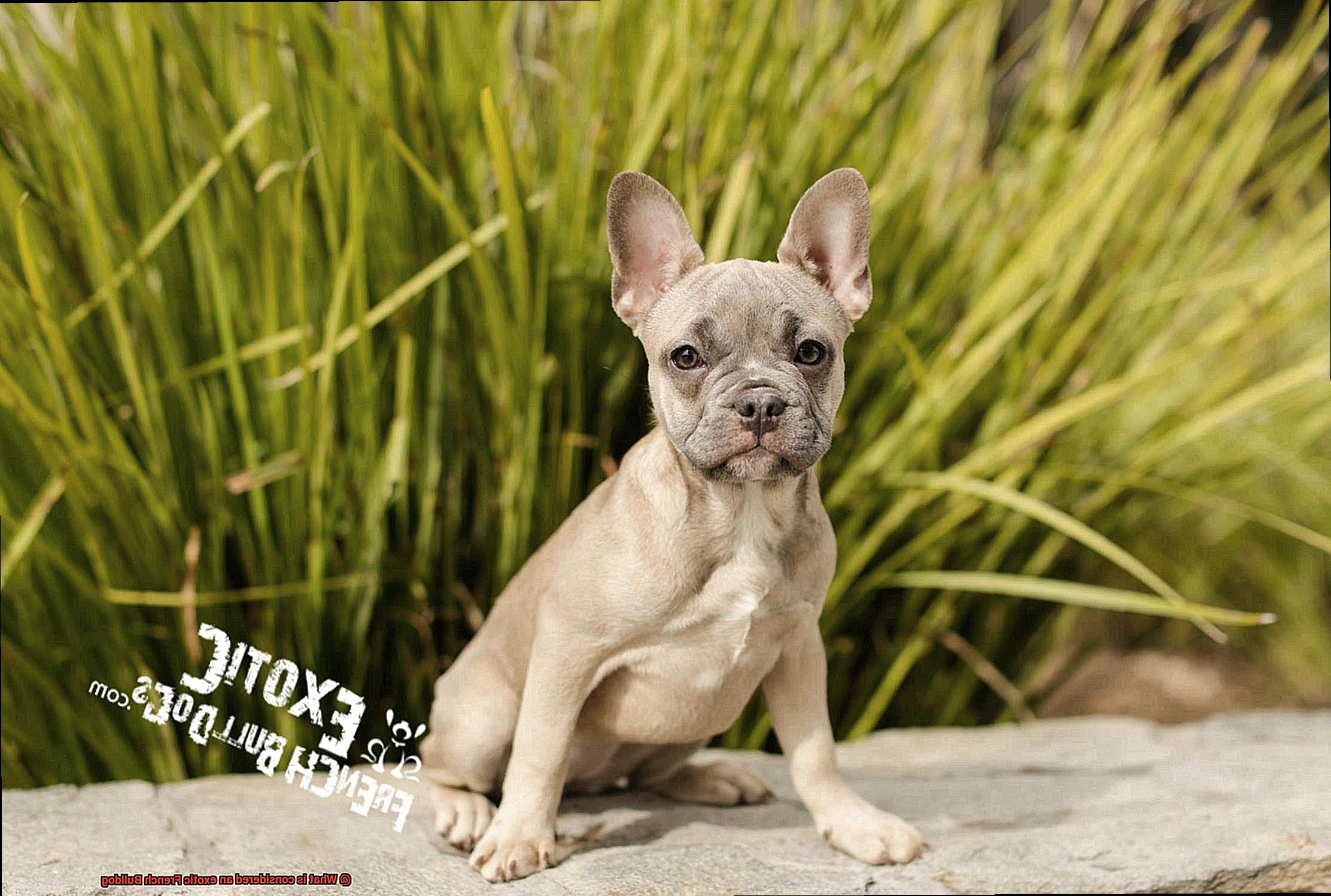 What is considered an exotic French Bulldog-7