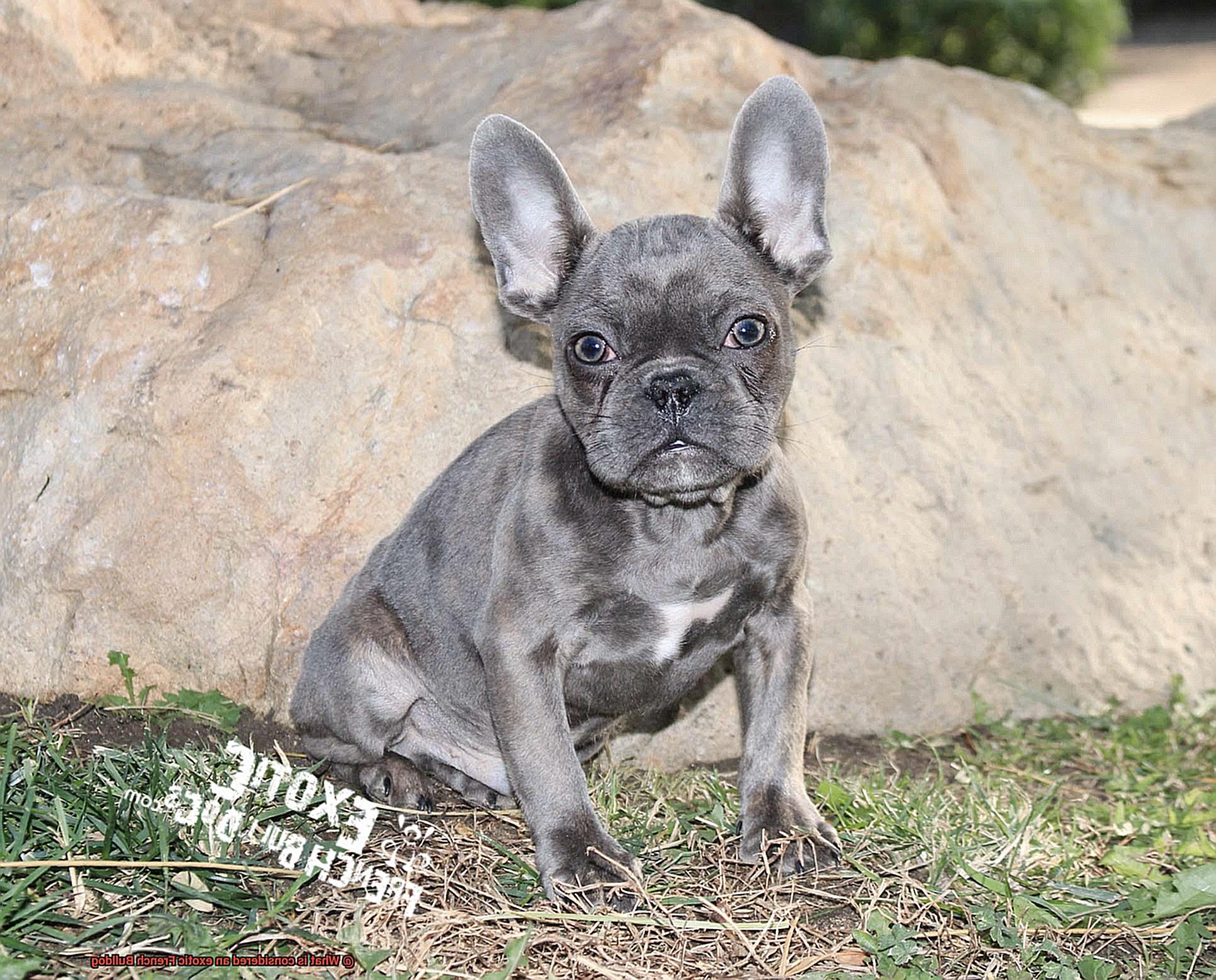 What is considered an exotic French Bulldog-5