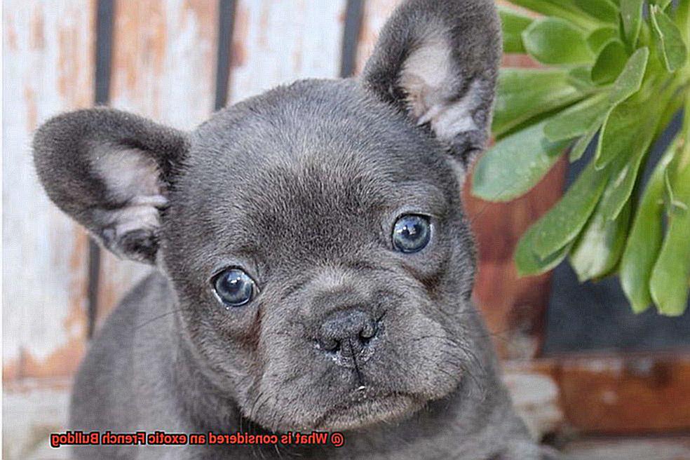 What is considered an exotic French Bulldog-10