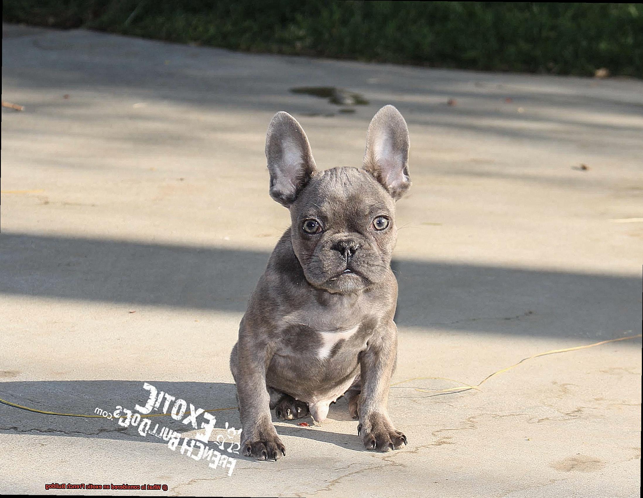 What is considered an exotic French Bulldog-3